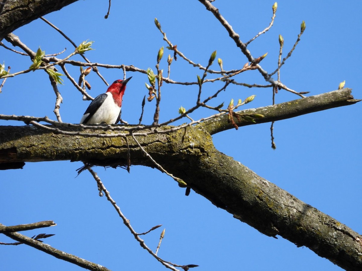 Red-headed Woodpecker - ML618689604