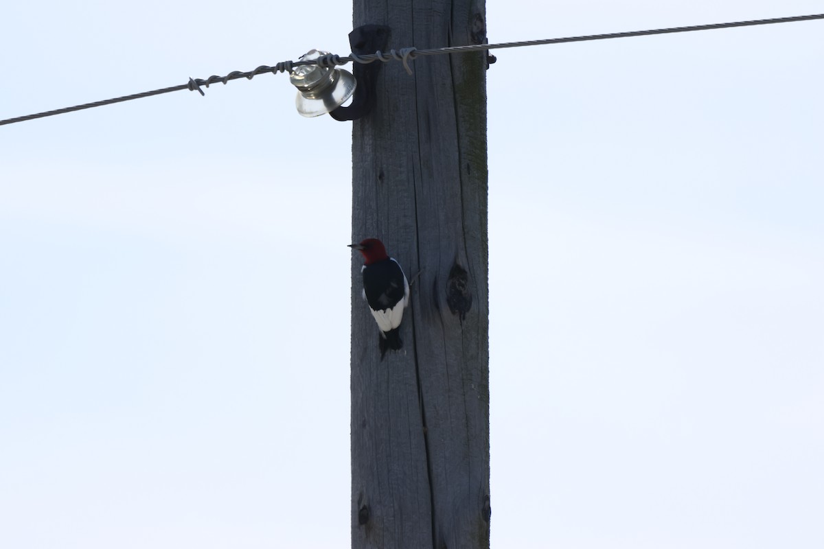 Red-headed Woodpecker - ML618689618