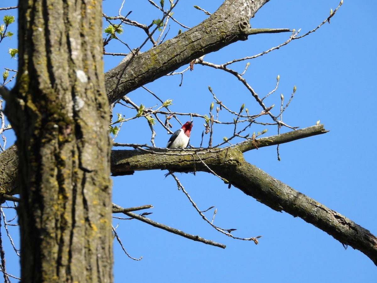 Red-headed Woodpecker - ML618689623