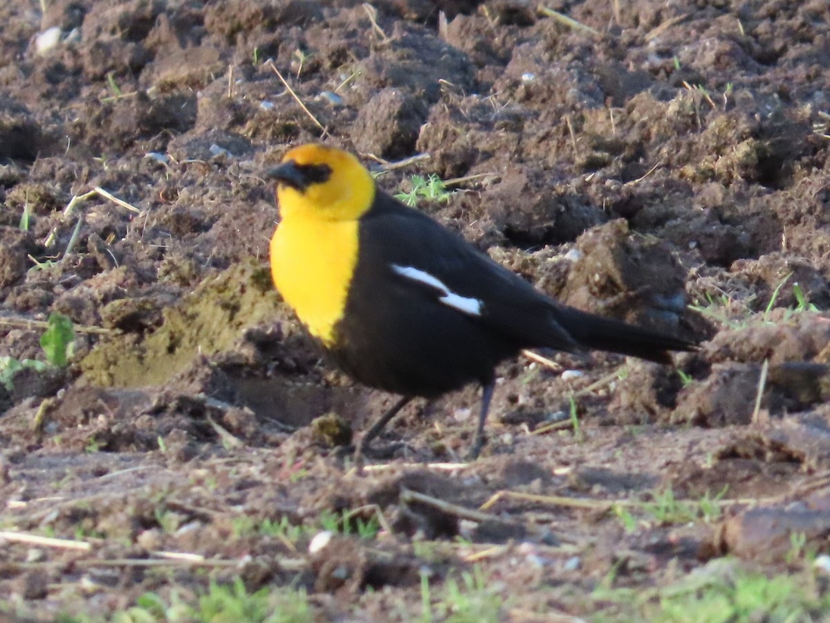 Yellow-headed Blackbird - ML618689628