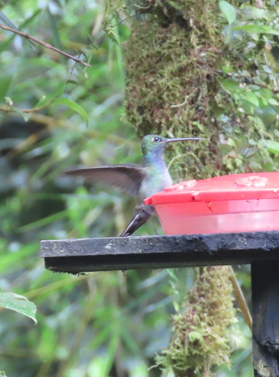kolibřík zelenohřbetý - ML618689643
