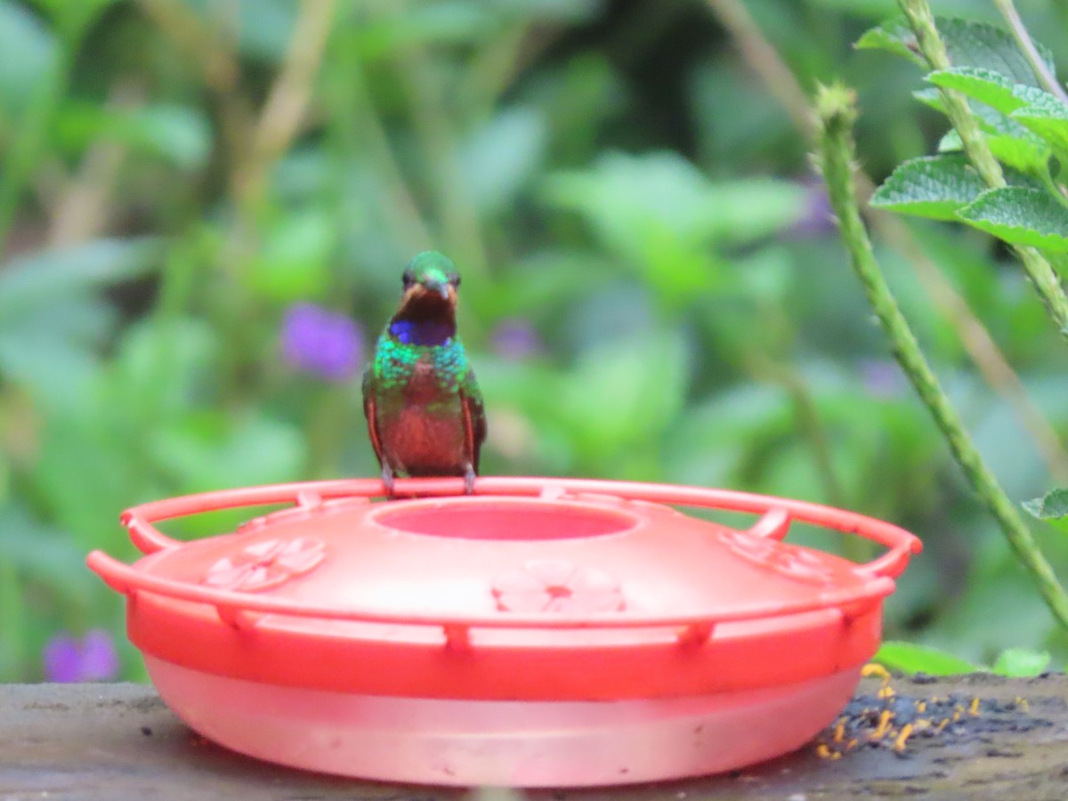 kolibřík zelenoprsý - ML618689655