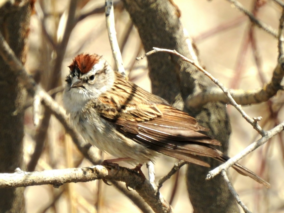 Chipping Sparrow - ML618689680