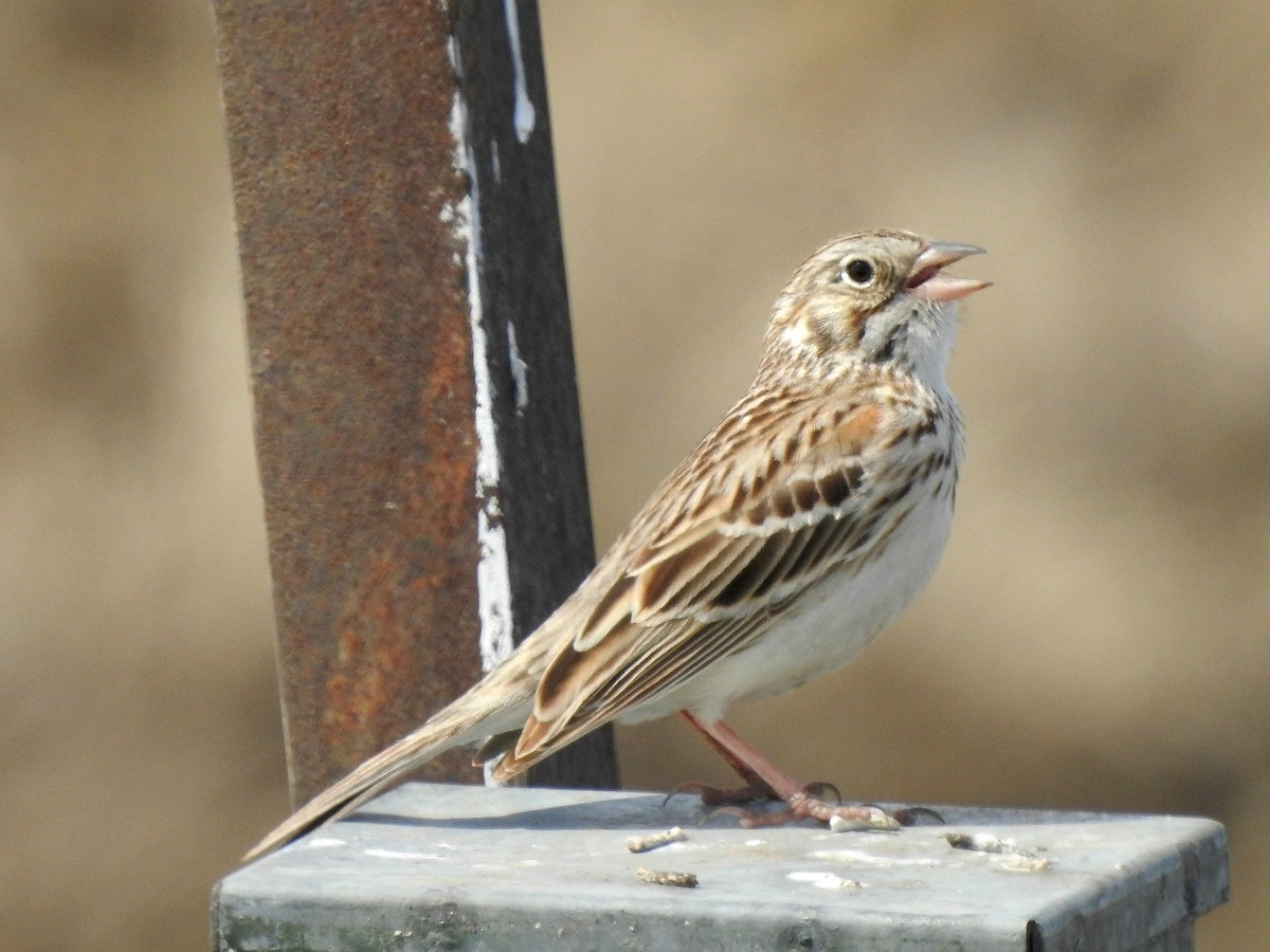 Vesper Sparrow - ML618689704