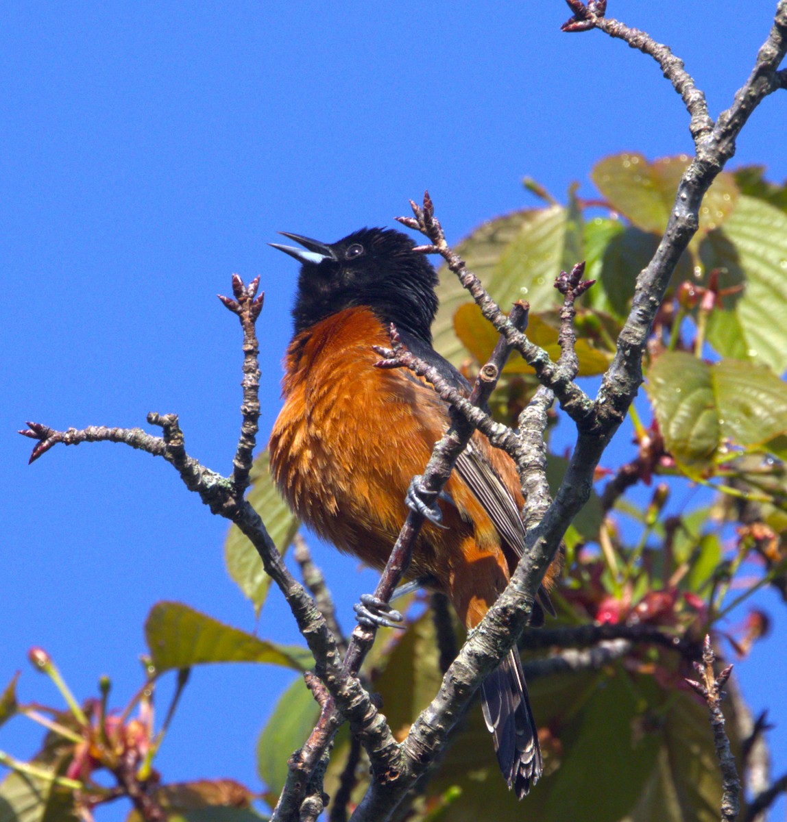 Orchard Oriole - ML618689746