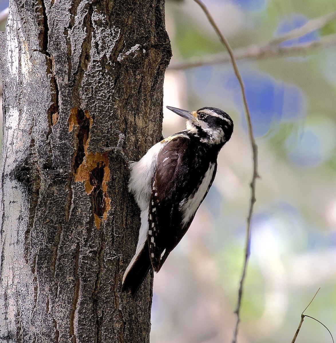 Hairy Woodpecker - ML618689755