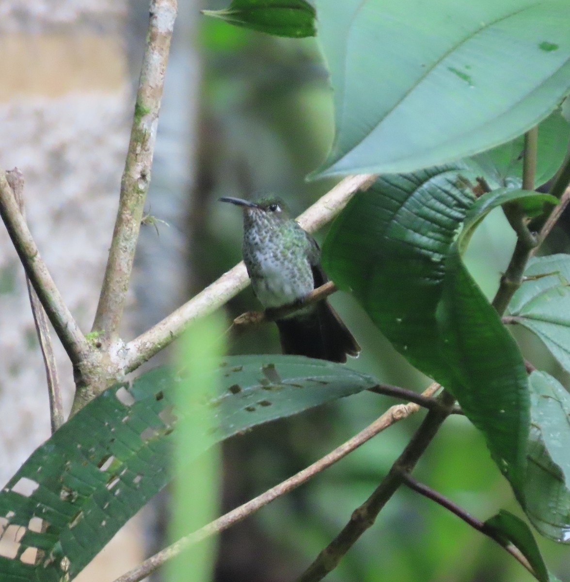 Many-spotted Hummingbird - Nancy Leonard