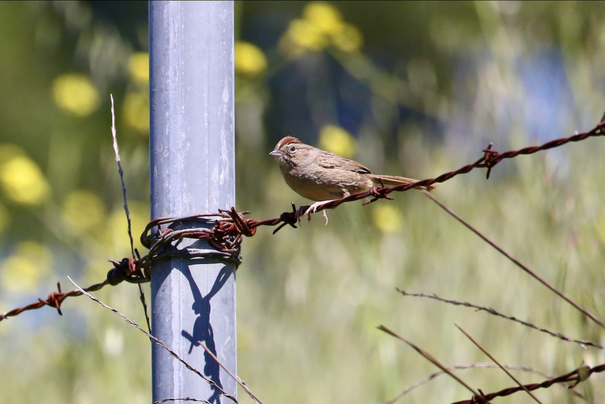 Rufous-crowned Sparrow - Lisa Bach