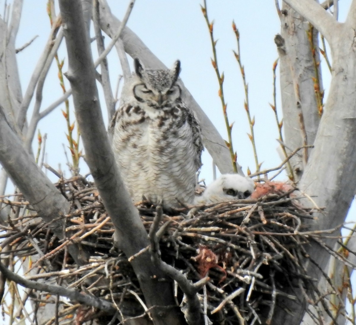 Great Horned Owl - ML618689846