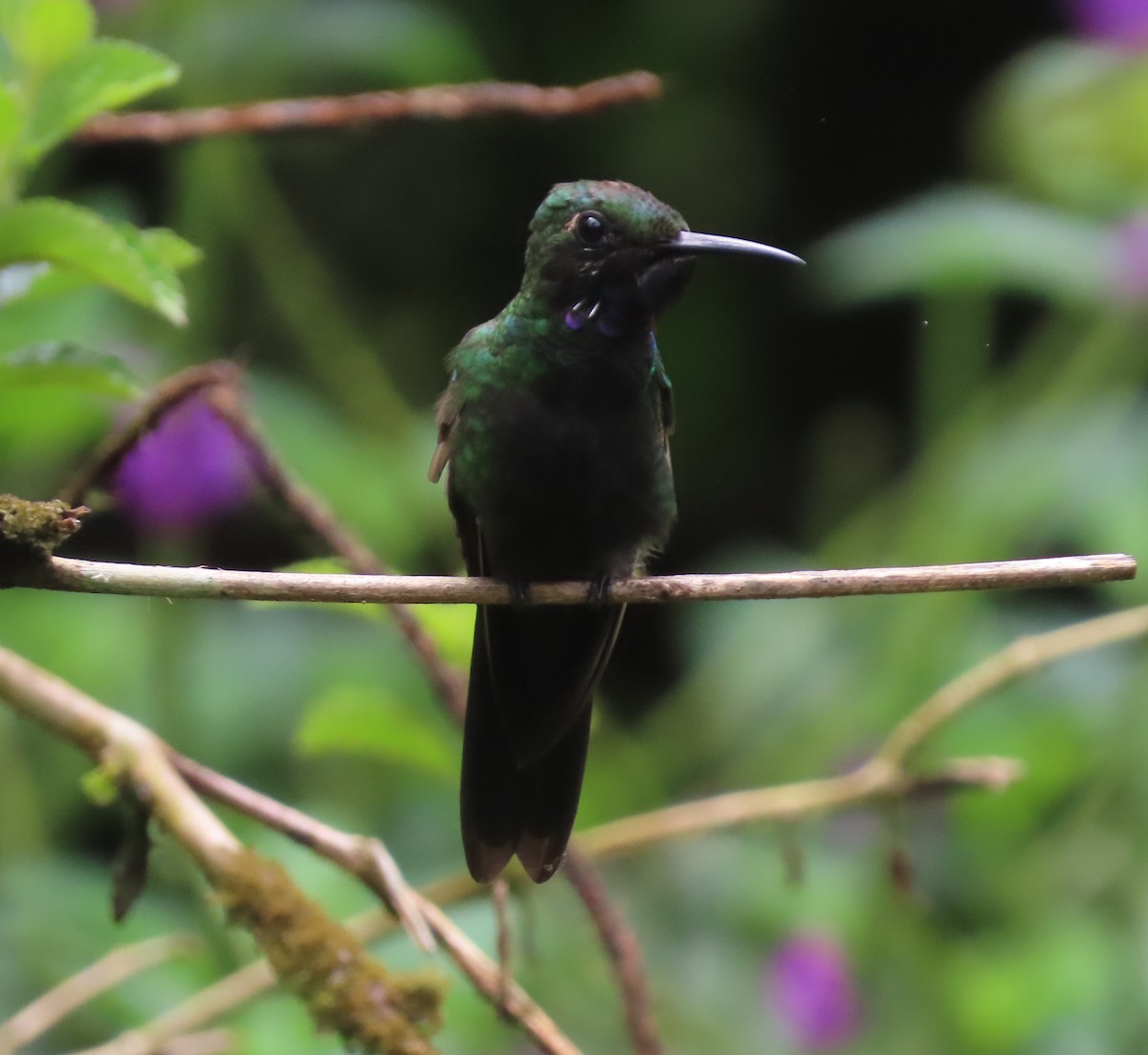 kolibřík zelenoprsý - ML618689870
