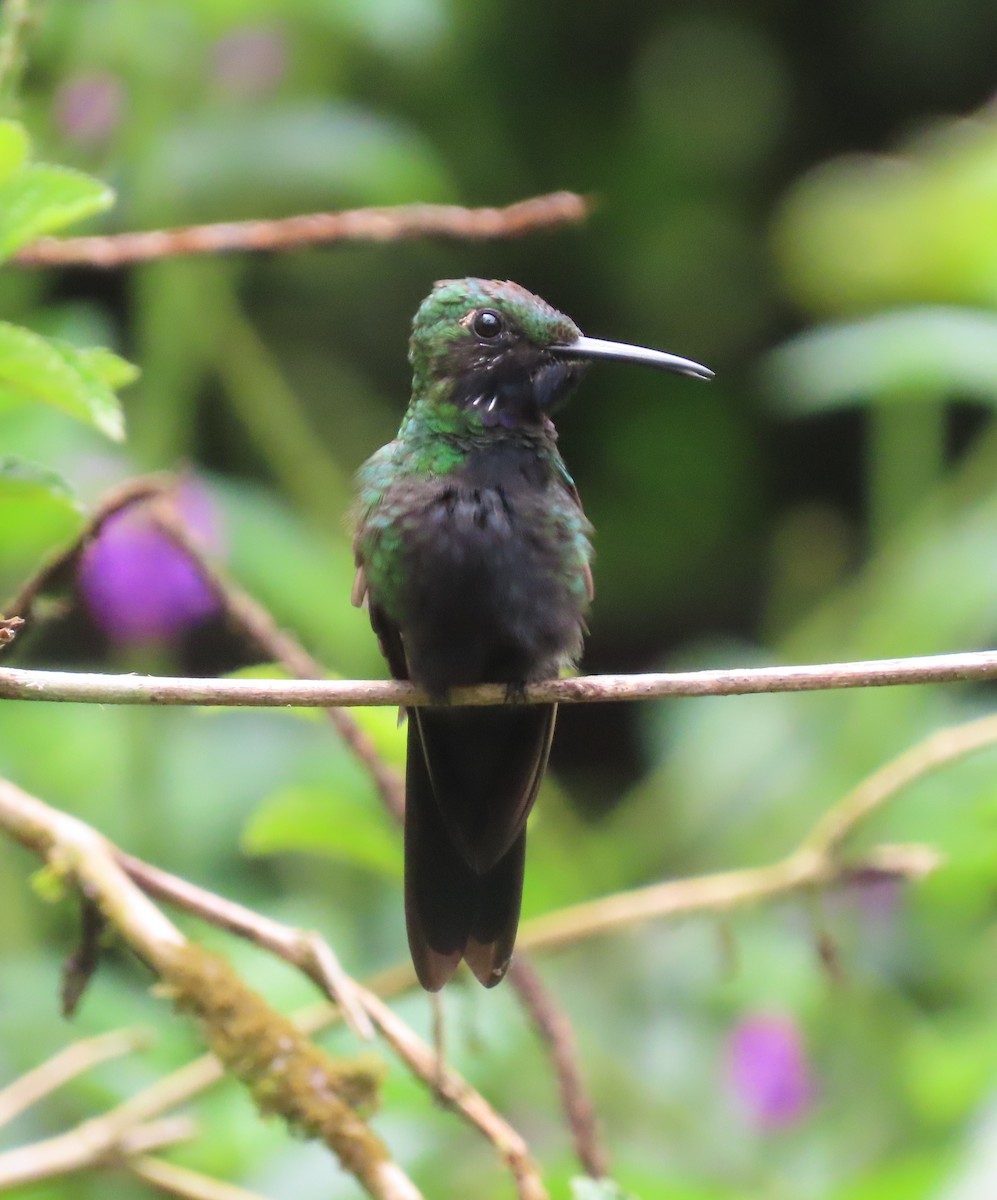 kolibřík zelenoprsý - ML618689872