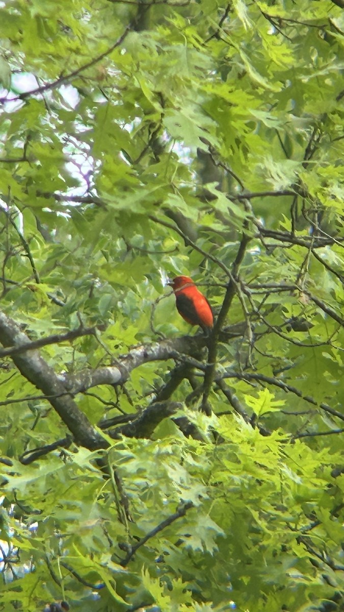 Scarlet Tanager - ML618689873