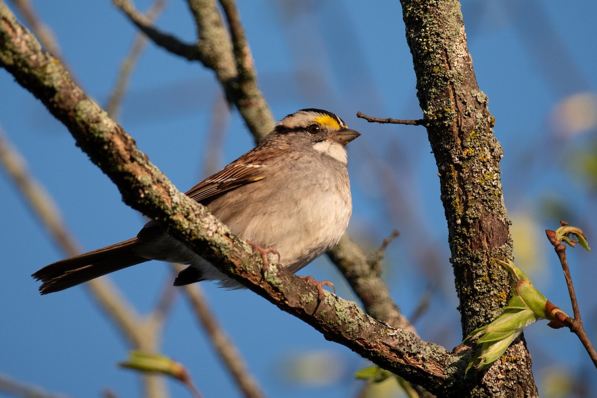 White-throated Sparrow - ML618689922