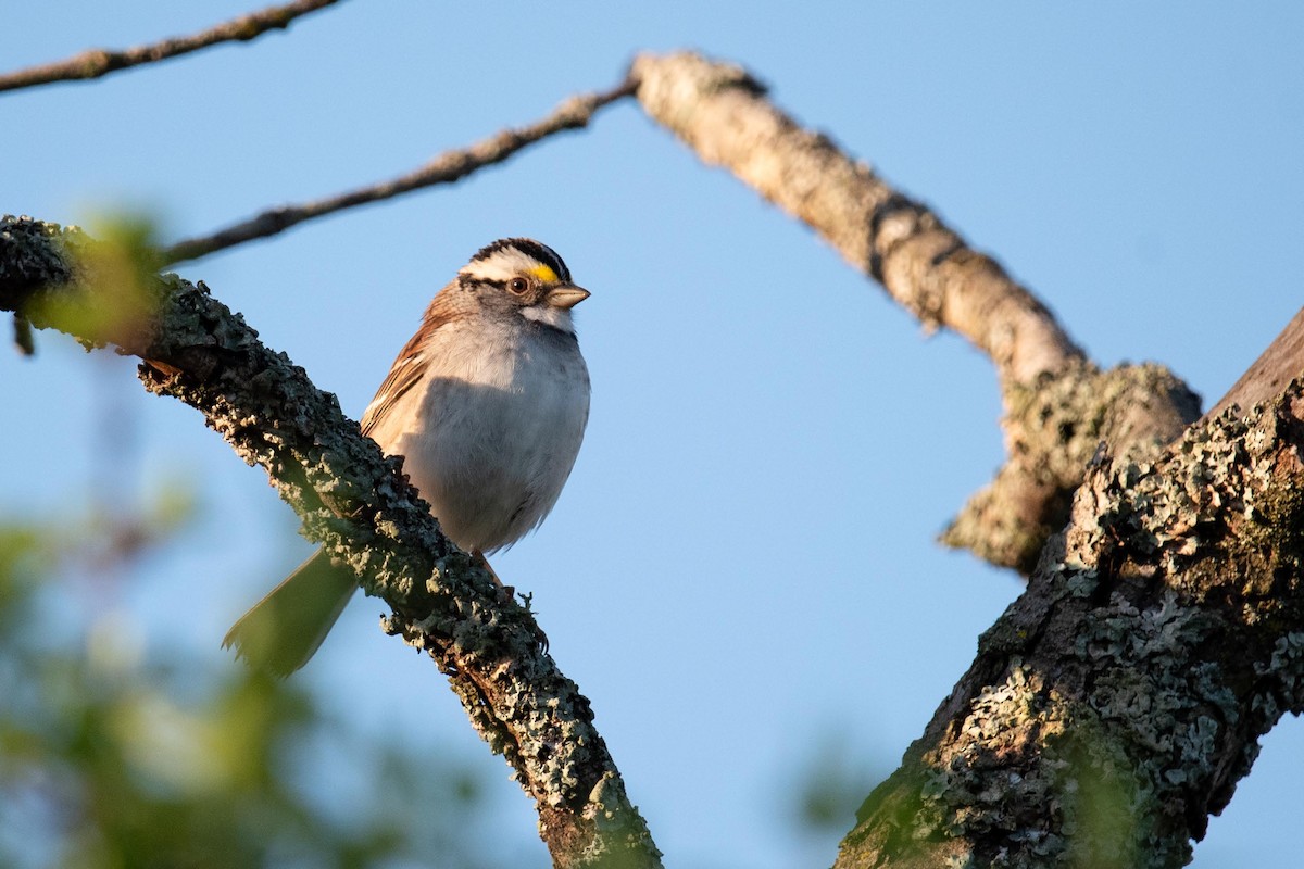 White-throated Sparrow - Luc Girard