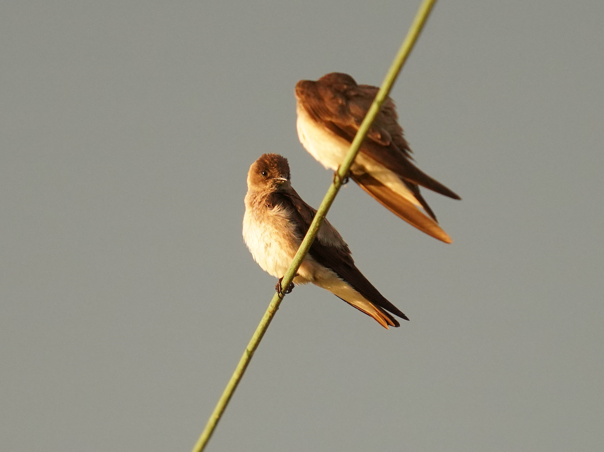 Northern Rough-winged Swallow - ML618689926