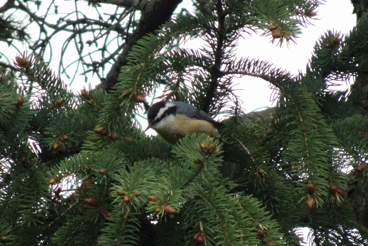 Red-breasted Nuthatch - ML618689963