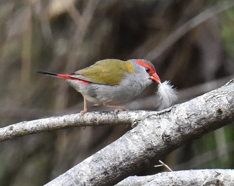 Red-browed Firetail - ML618689995
