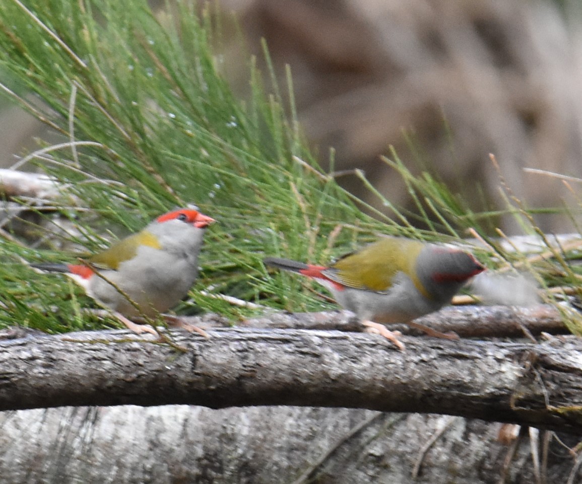 Red-browed Firetail - ML618689998