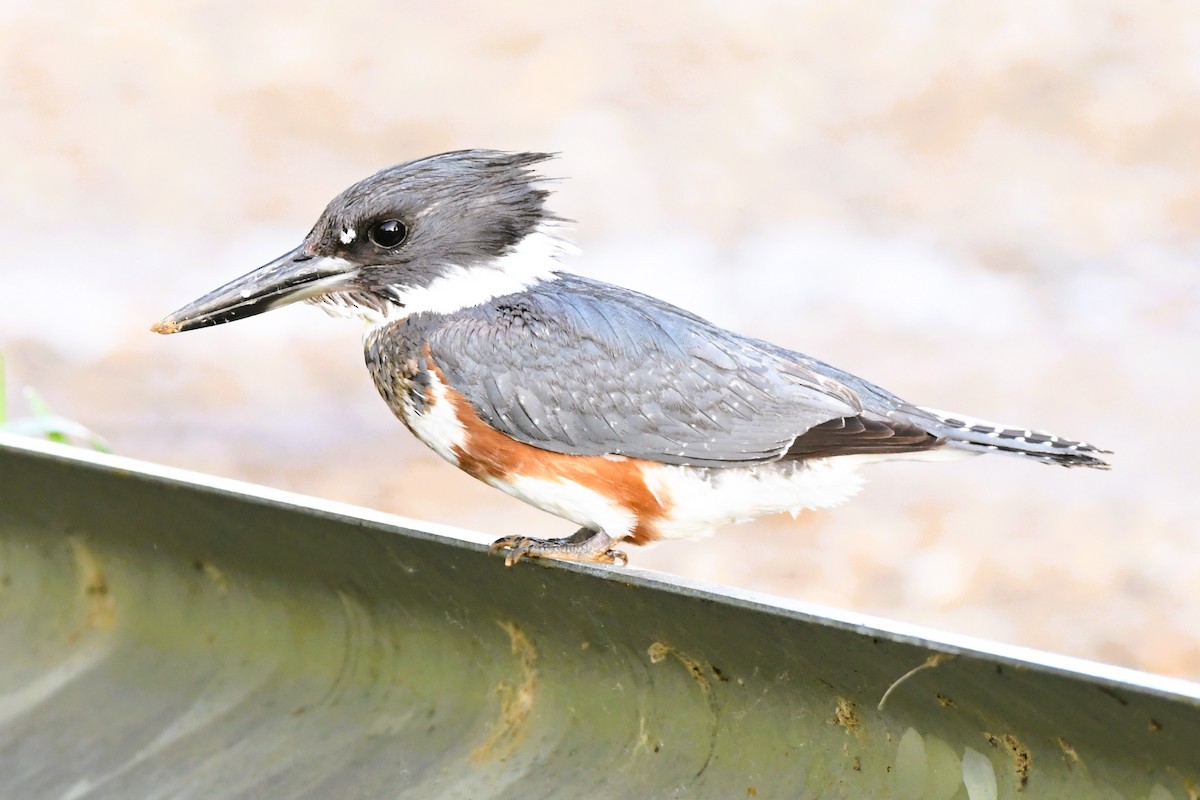 Belted Kingfisher - ML618690001