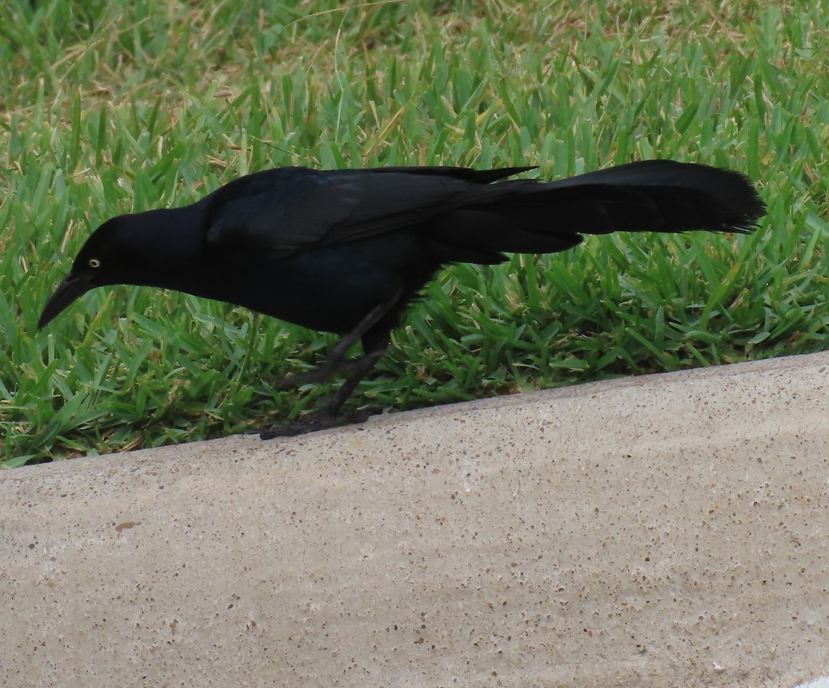 Great-tailed Grackle - ML618690031