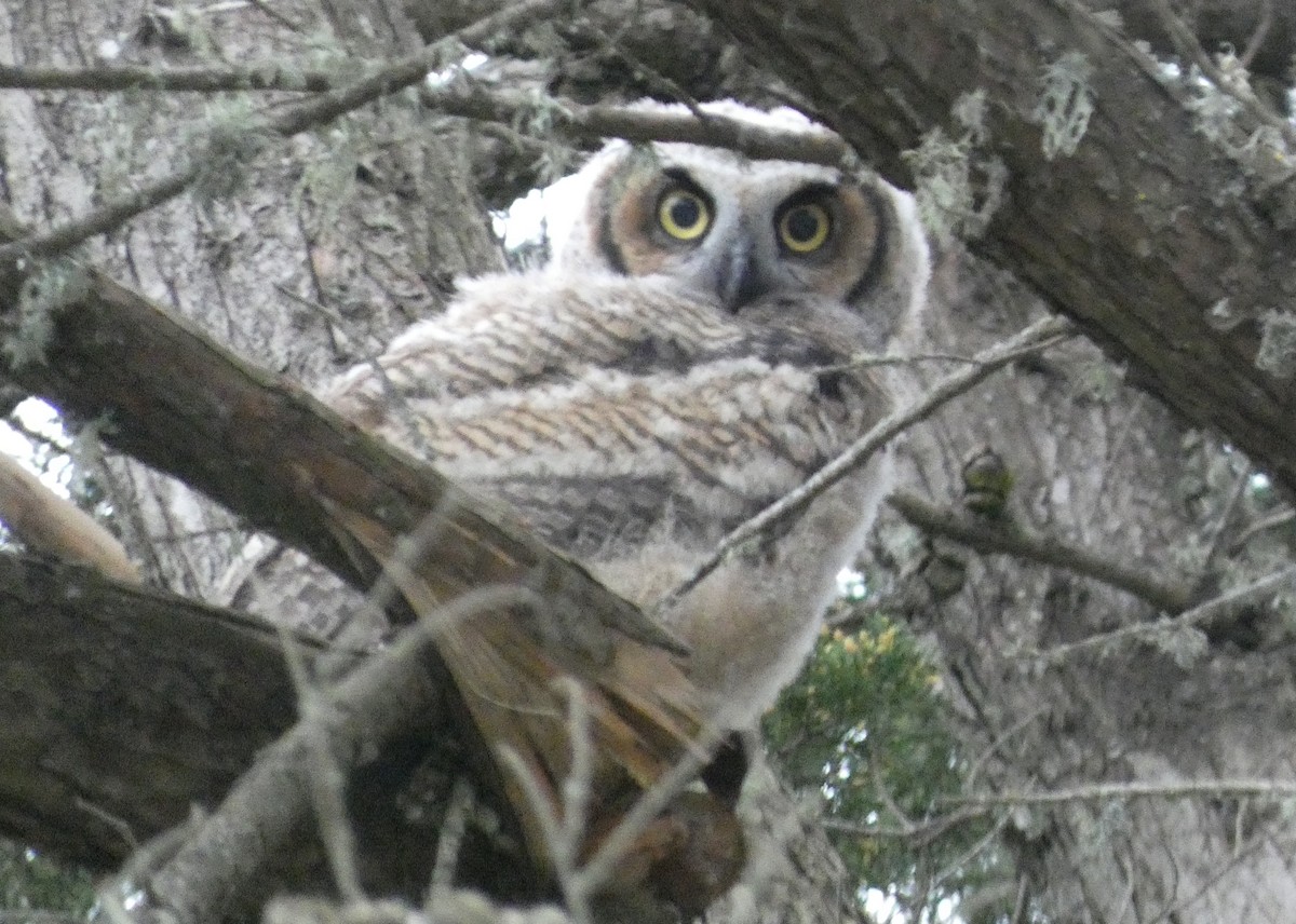 Great Horned Owl - ML618690073