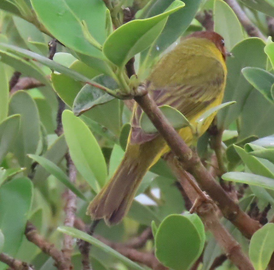 Yellow Warbler (Mangrove) - ML618690084