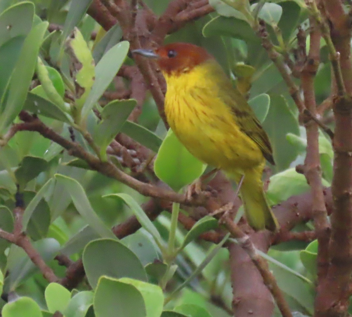 Yellow Warbler (Mangrove) - ML618690085