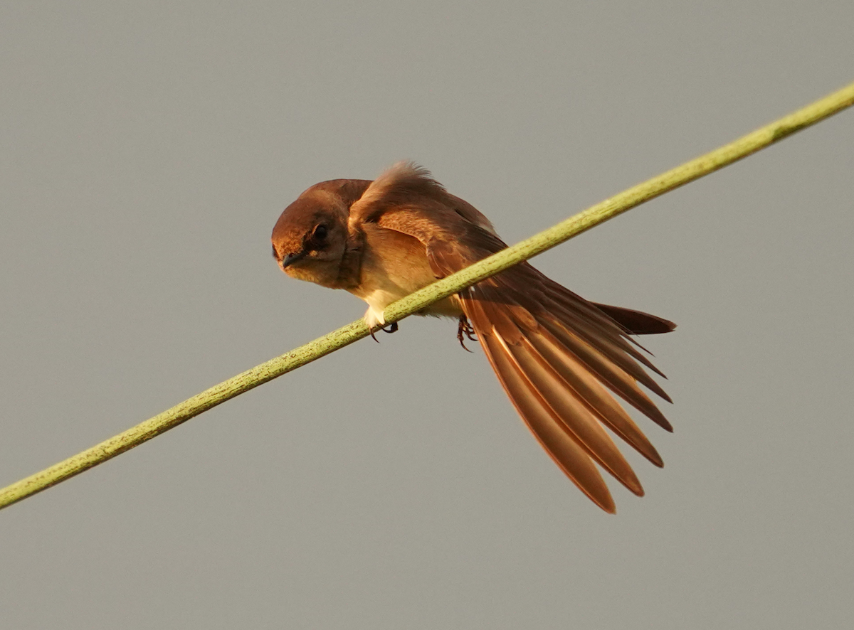 Northern Rough-winged Swallow - ML618690095
