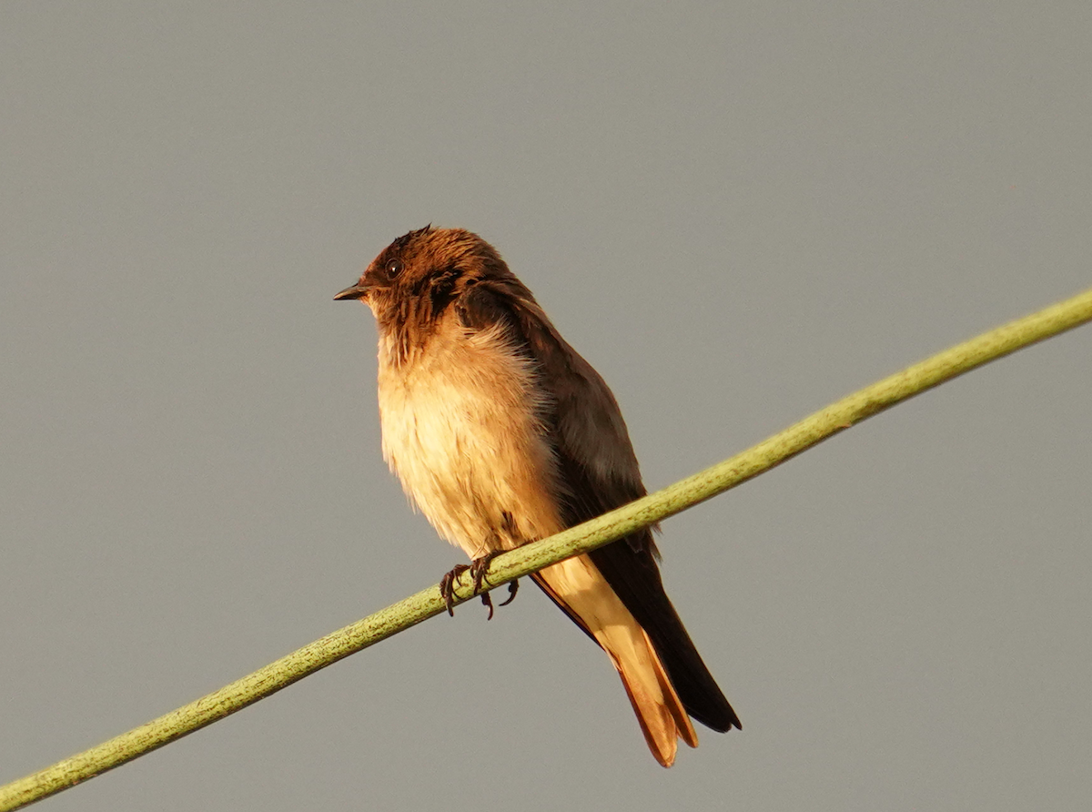 Northern Rough-winged Swallow - ML618690152