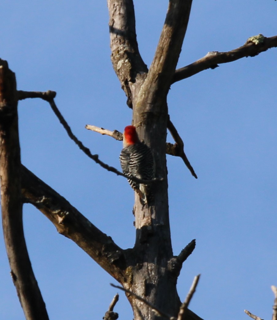 Red-bellied Woodpecker - ML618690187