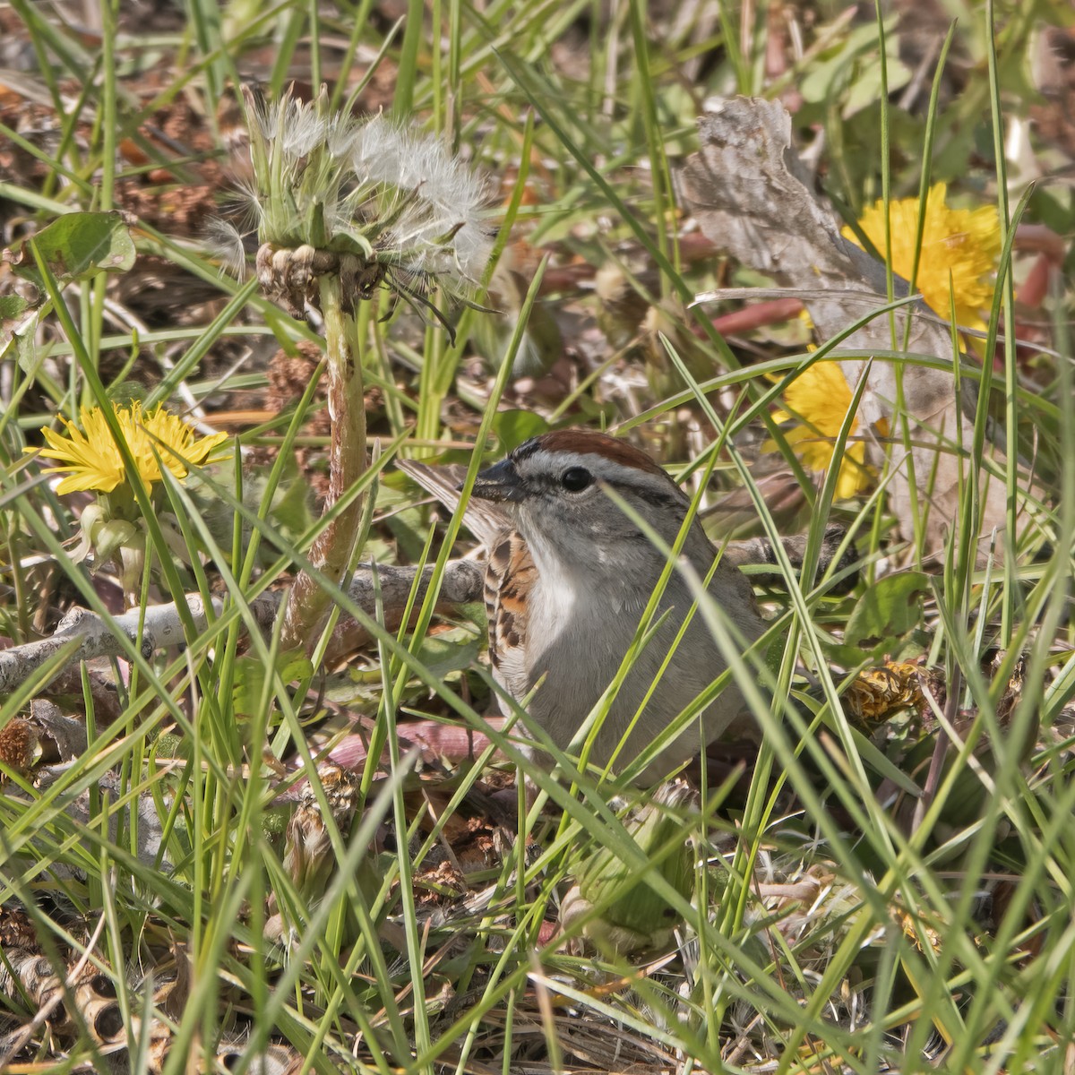 Chipping Sparrow - Diana Byrne