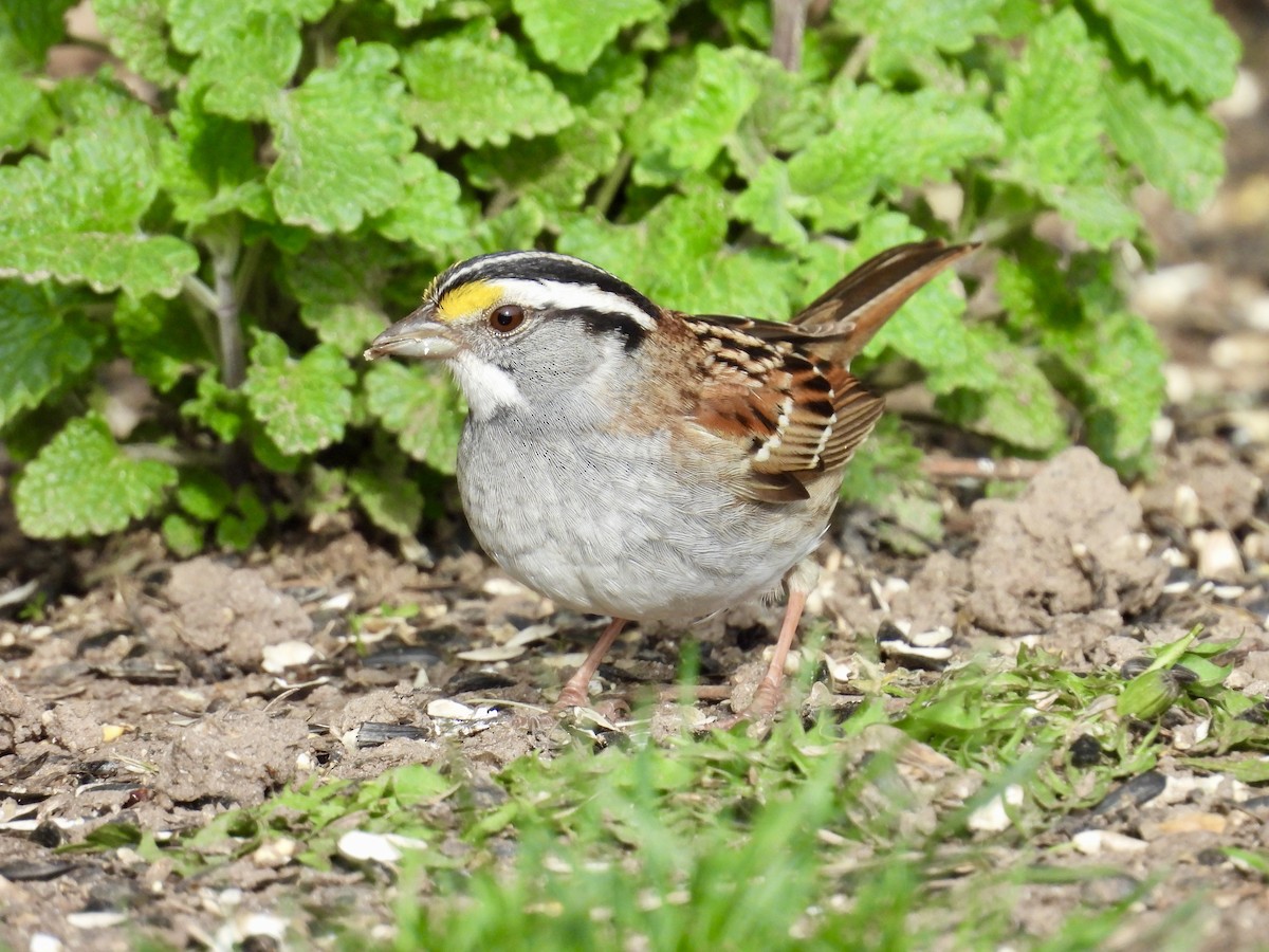 White-throated Sparrow - ML618690232