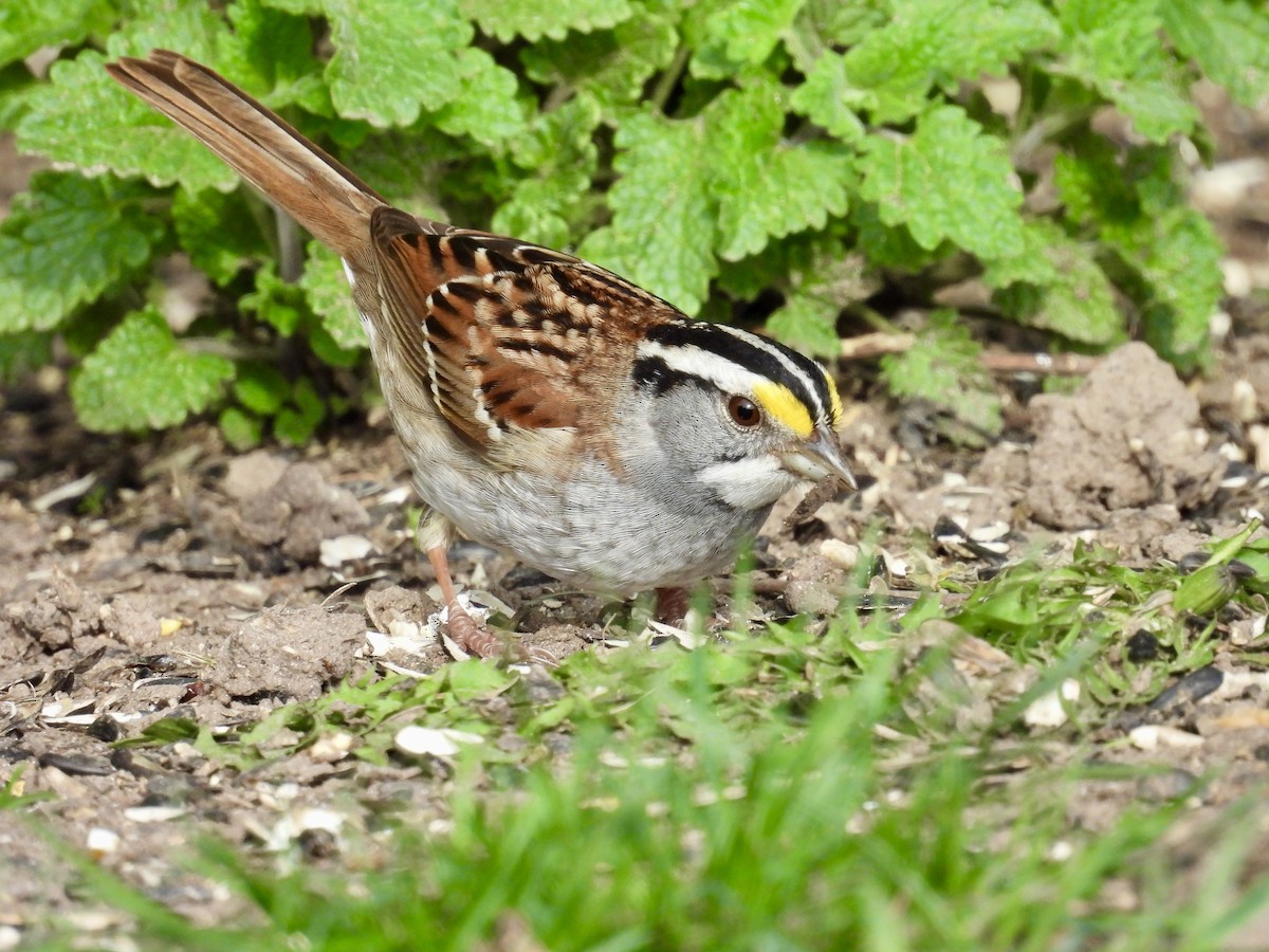 White-throated Sparrow - ML618690242