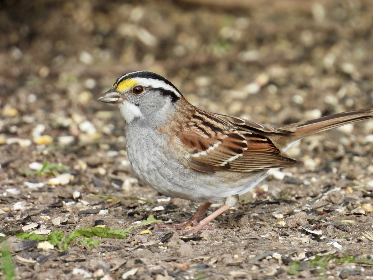 White-throated Sparrow - ML618690247
