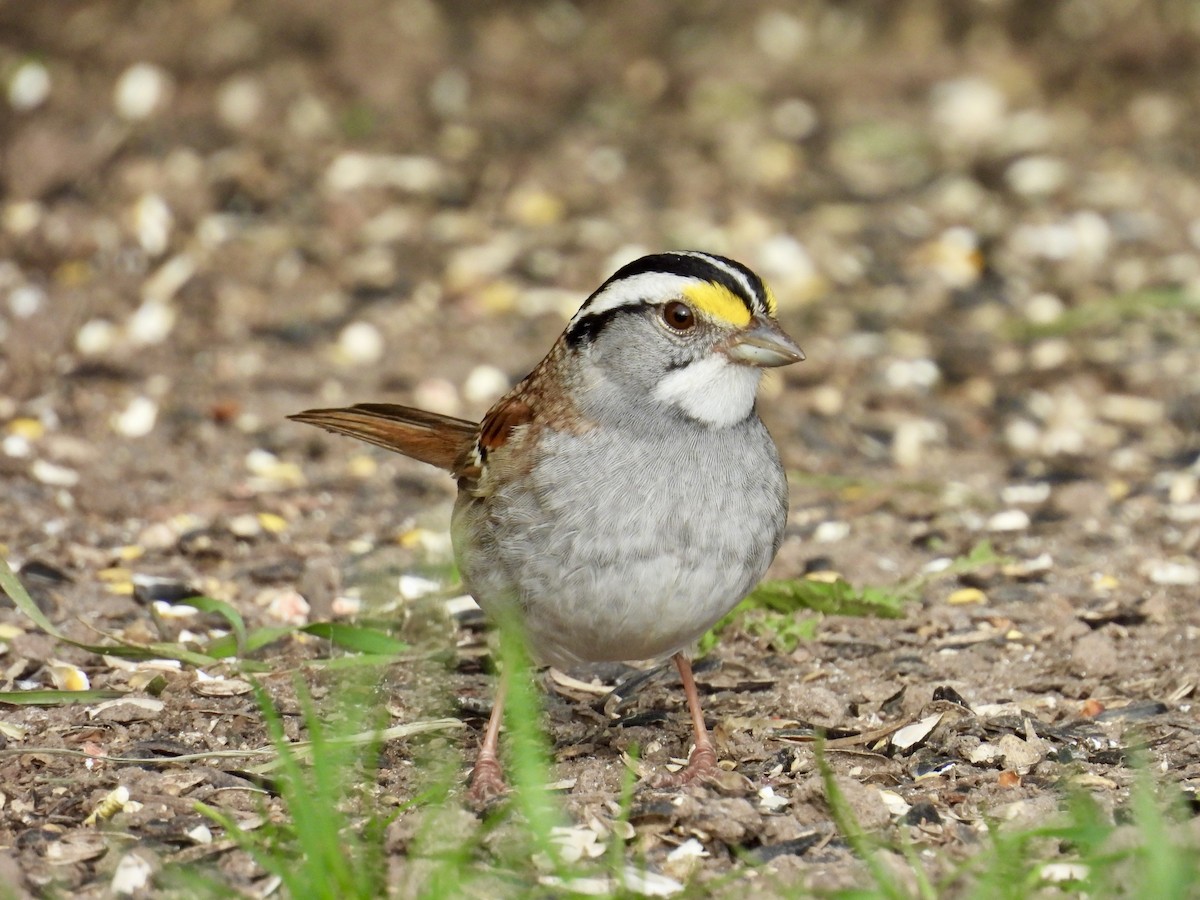 White-throated Sparrow - ML618690253