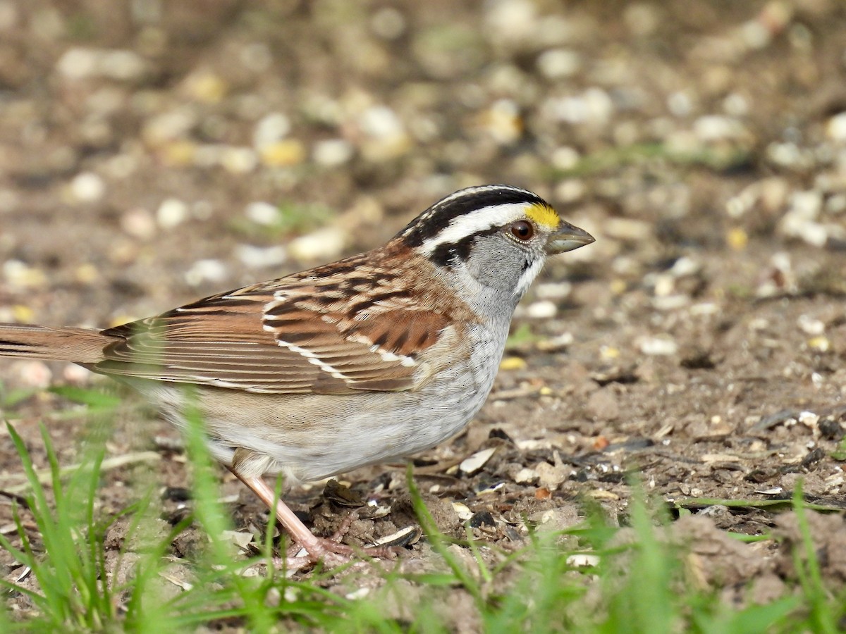 White-throated Sparrow - Dana Sterner