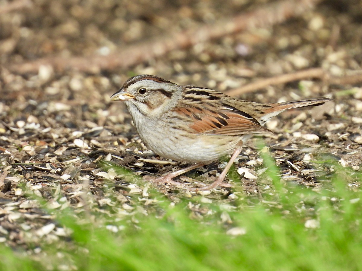Swamp Sparrow - ML618690303
