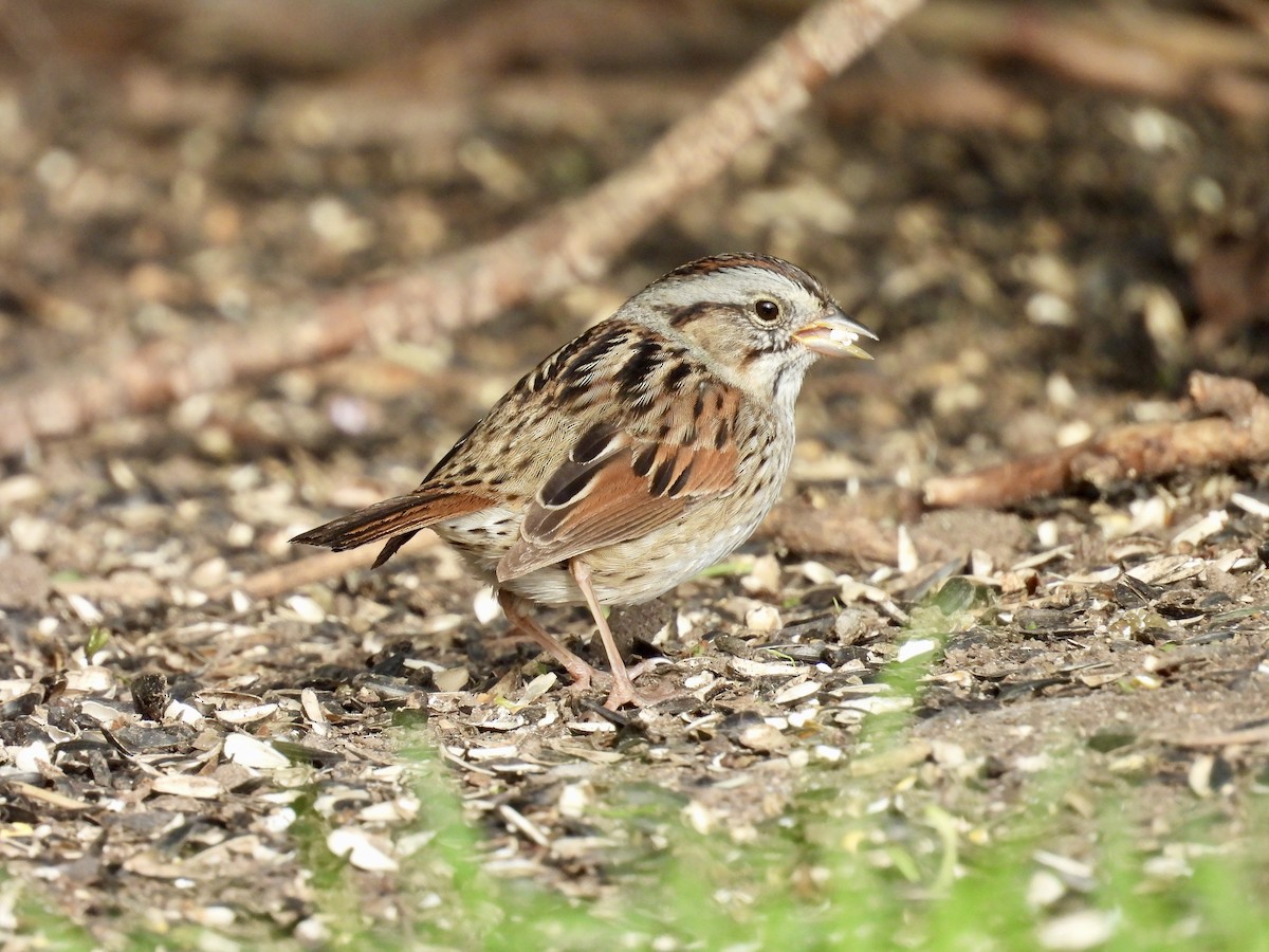 Swamp Sparrow - ML618690306