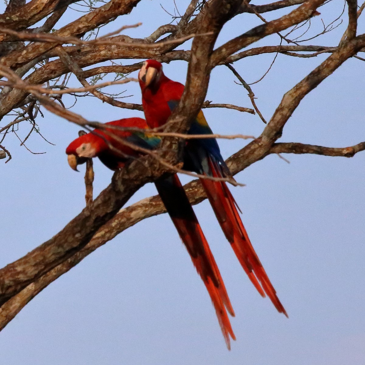 Scarlet Macaw - ML618690325
