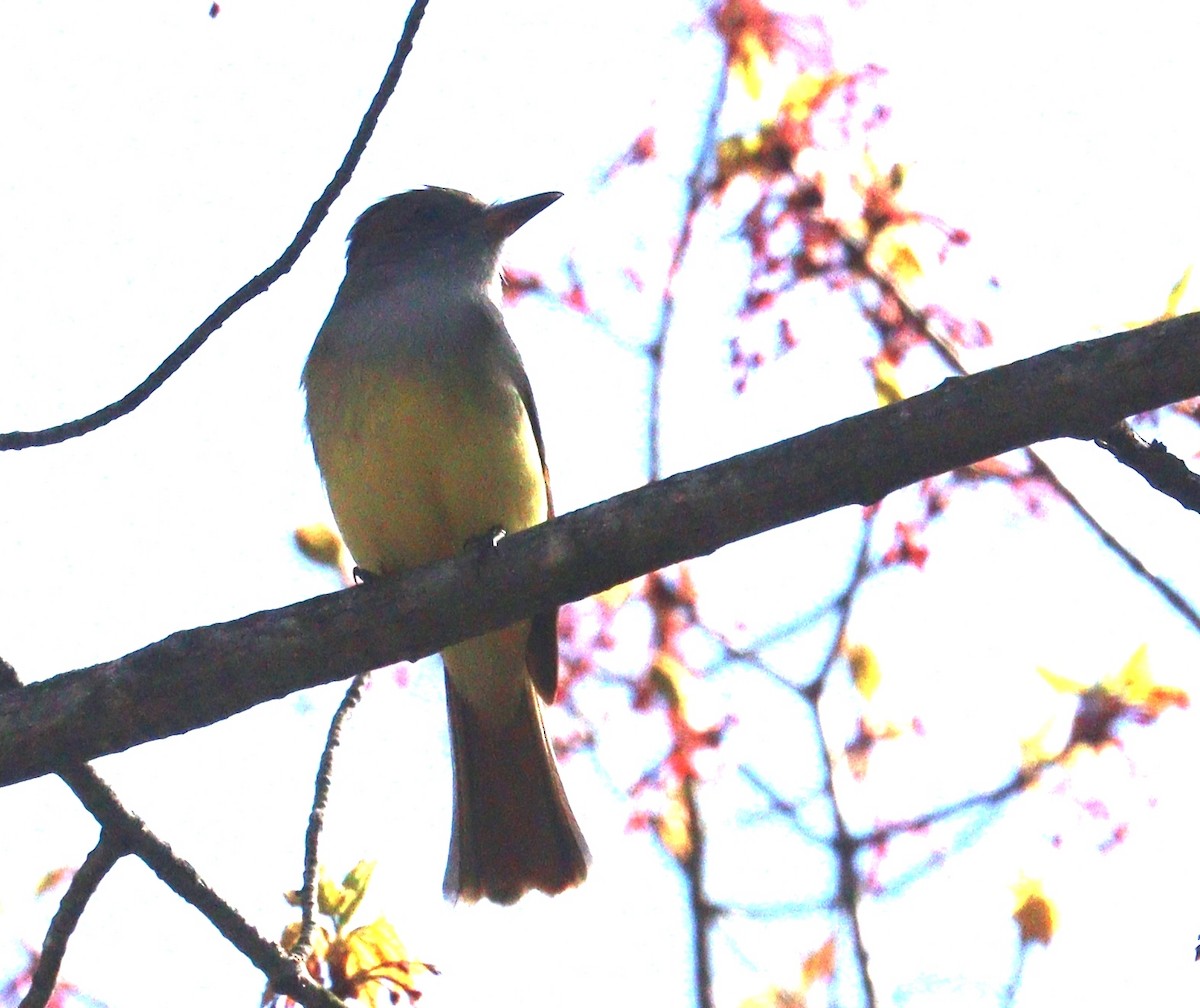 Great Crested Flycatcher - ML618690330