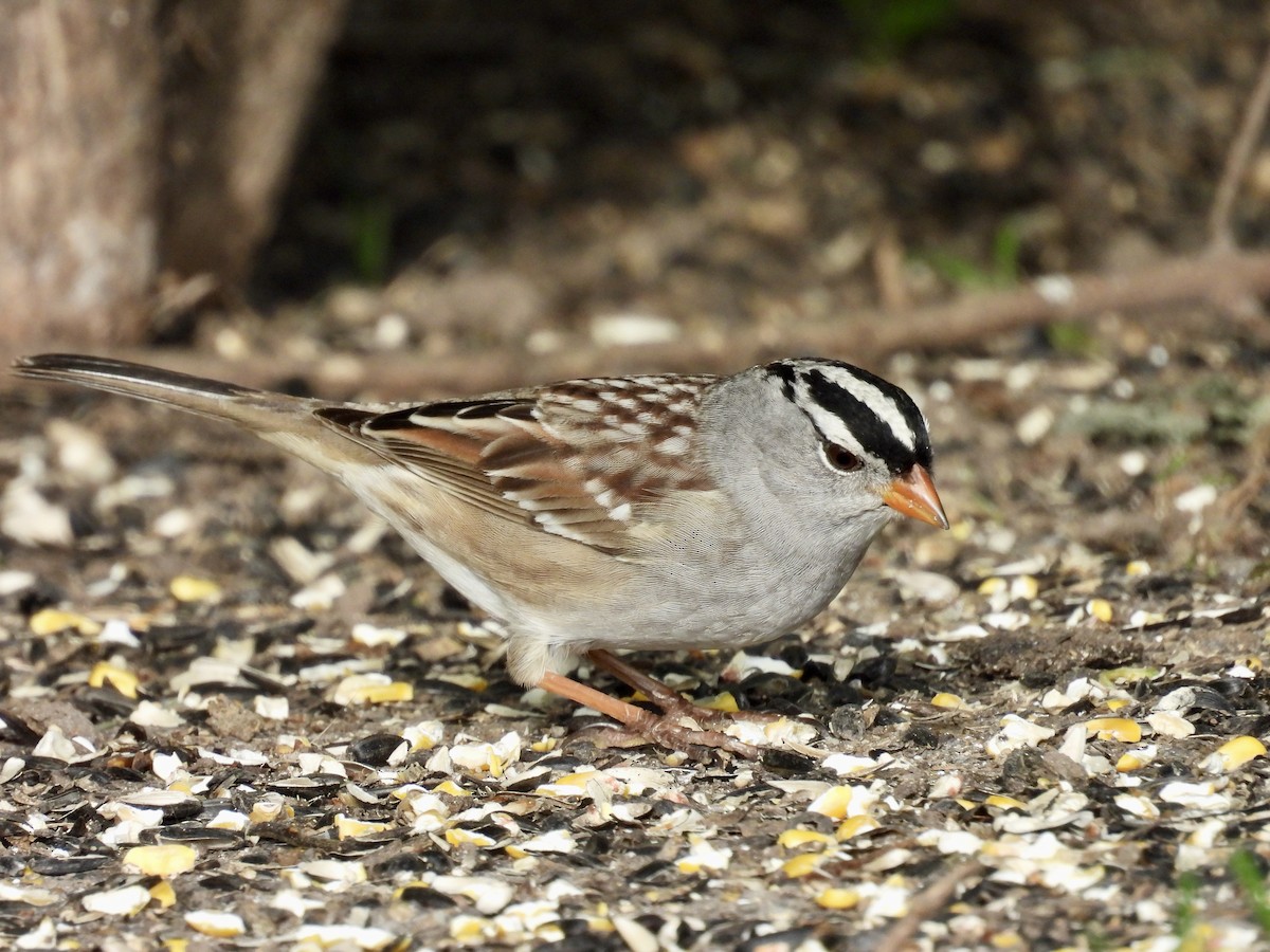 White-crowned Sparrow - ML618690336