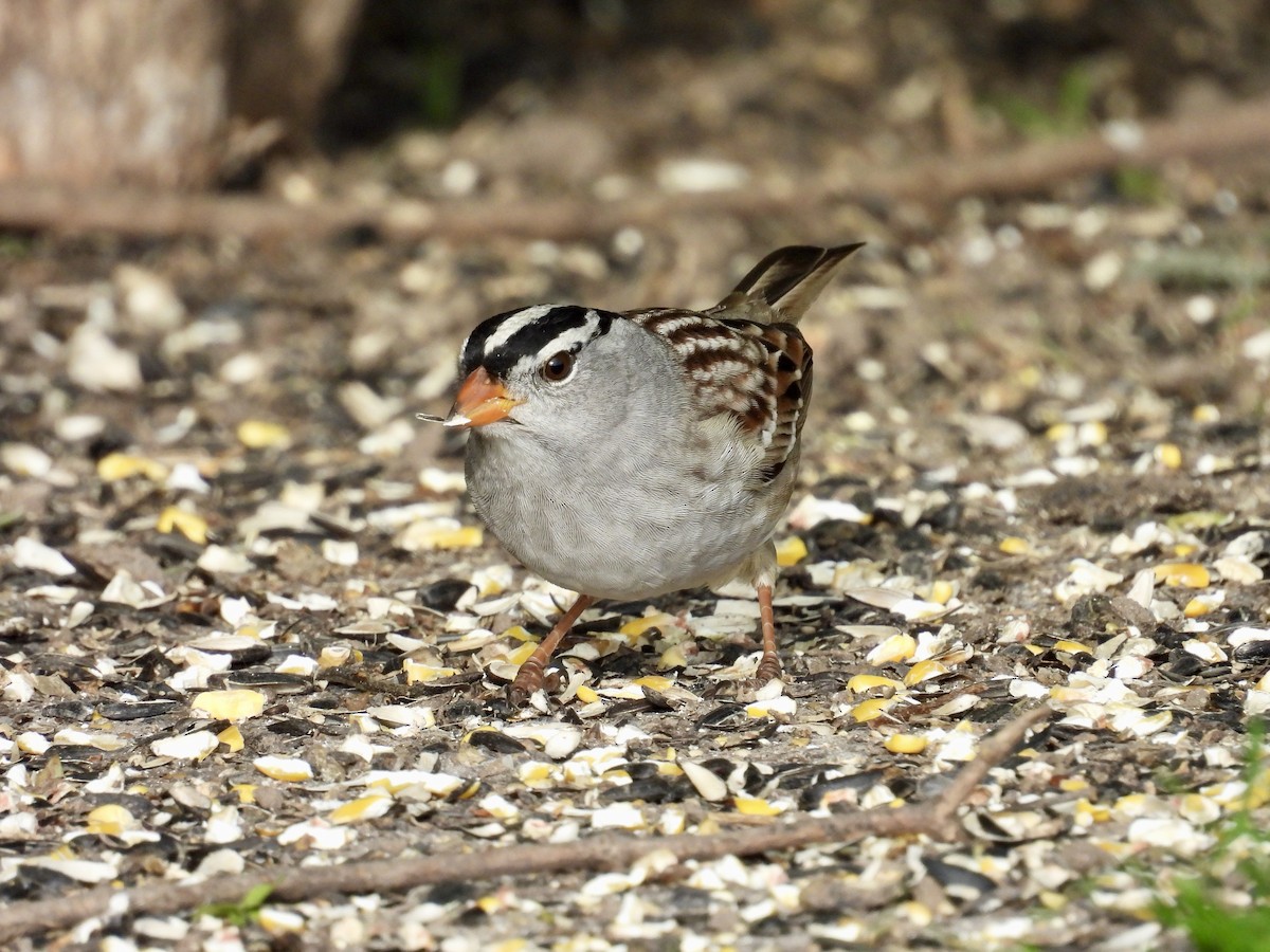 White-crowned Sparrow - ML618690338