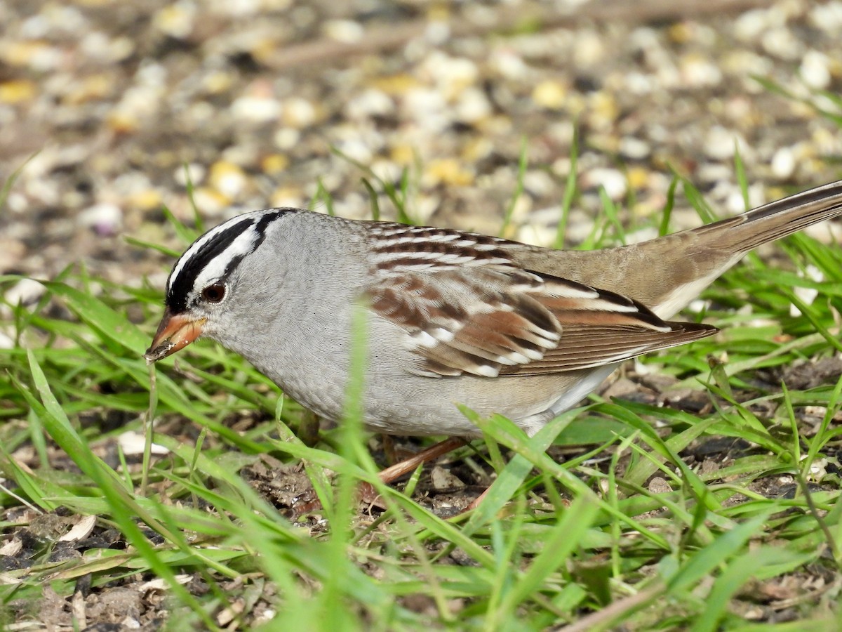 White-crowned Sparrow - ML618690341