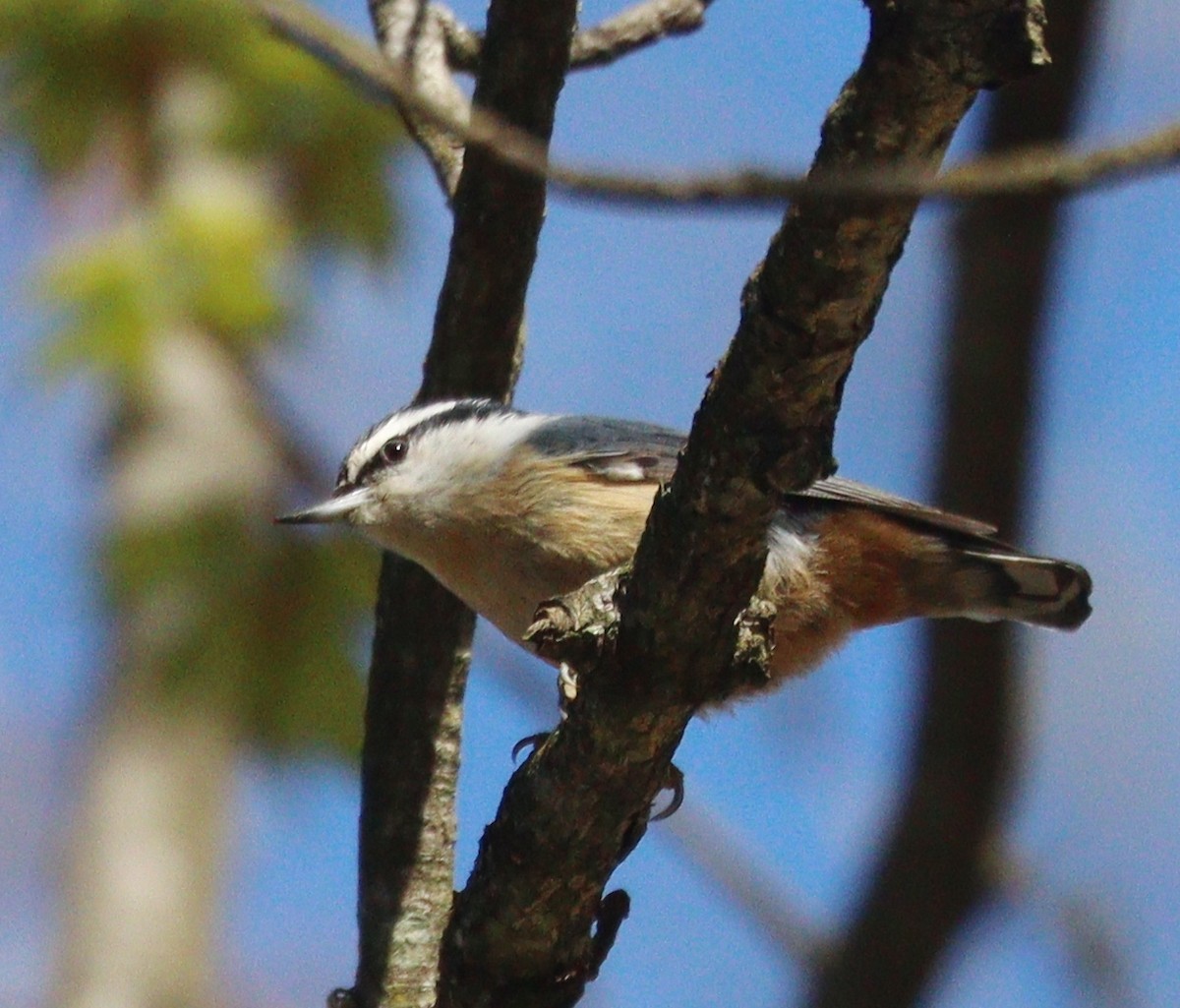 Red-breasted Nuthatch - ML618690395