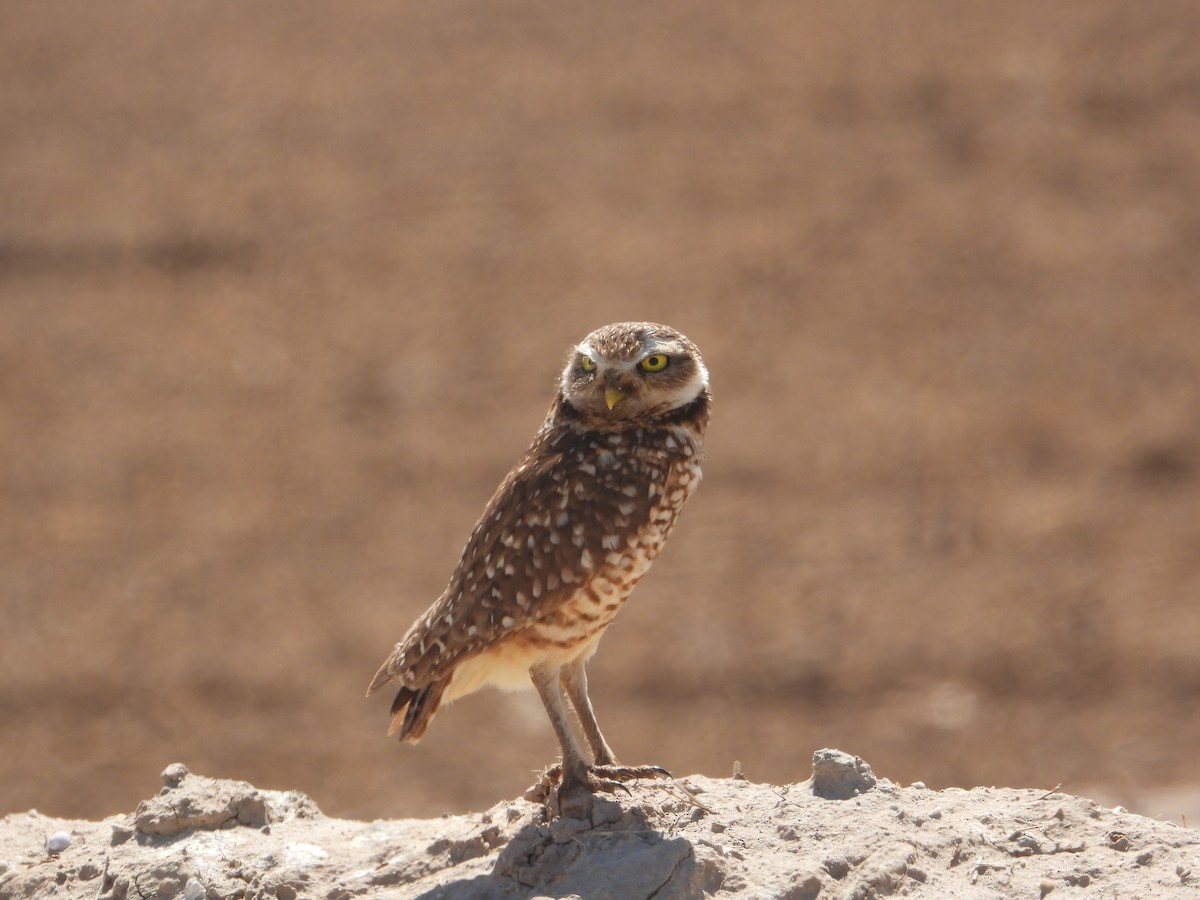 Burrowing Owl - ML618690404