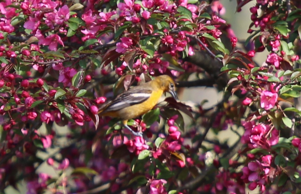 Orchard Oriole - ML618690422