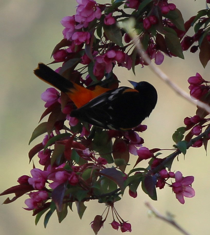 Orchard Oriole - ML618690423