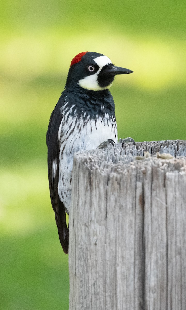 Acorn Woodpecker - ML618690432