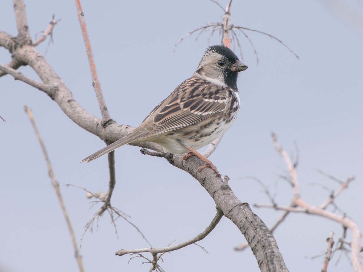 Harris's Sparrow - ML618690442