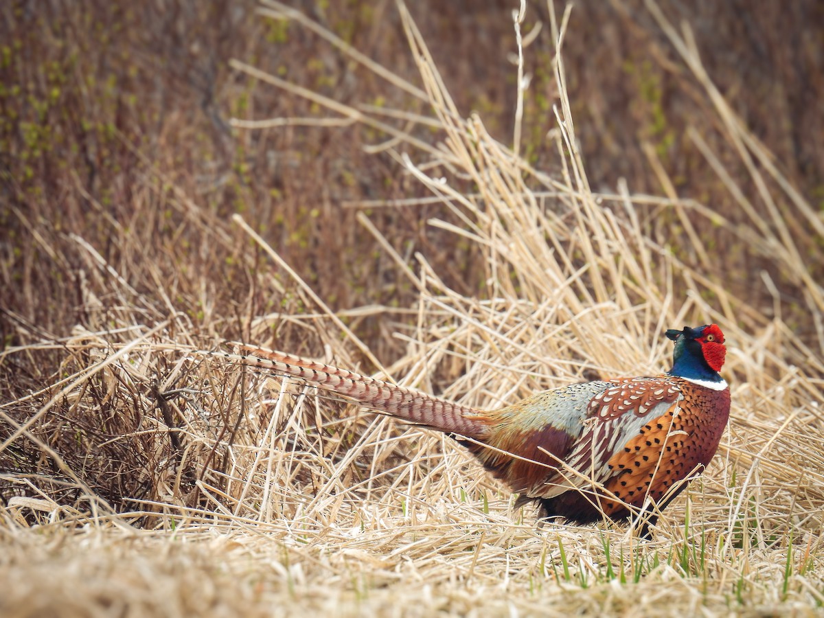 Ring-necked Pheasant - Guillaume Daigle